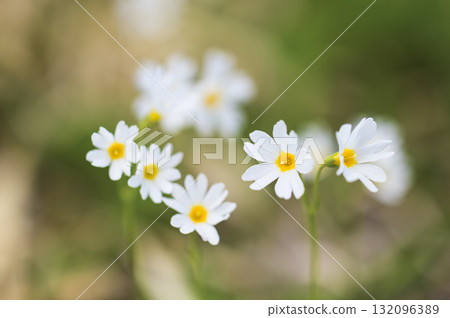 Cherry blossoms blooming on Mount Kurikoma Cherry blossoms blooming on Mount Kurikoma 132096389