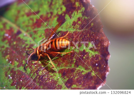 Stingless yellow hornet male 132096824
