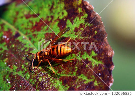 Stingless yellow hornet male Stingless yellow hornet male 132096825
