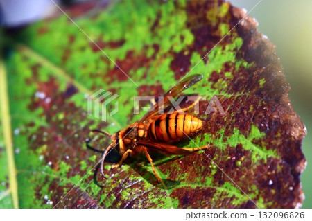 Stingless yellow hornet male 132096826