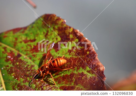 無刺黃蜂雄性 132096830