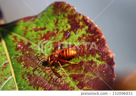 Stingless yellow hornet male 132096831