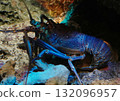 Aka Shrimp 132096957