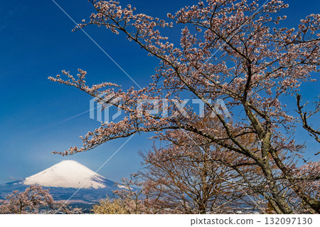 御殿場山和平公園和富士山的櫻花盛開 132097130