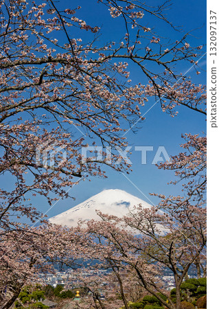 御殿場山和平公園和富士山的櫻花盛開 132097137