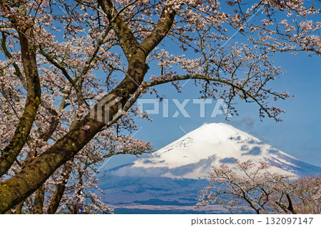 Cherry blossoms at Mt. Gotemba · Peace Park and Mount Fuji Cherry blossoms at Mt. Gotemba · Peace Park and Mount Fuji 132097147