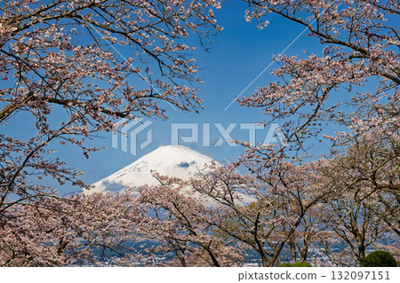 御殿場山和平公園和富士山的櫻花盛開 132097151