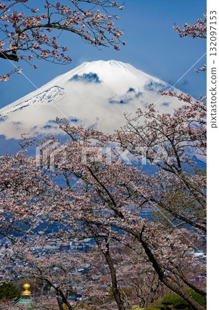 Cherry blossoms at Mt. Gotemba · Peace Park and Mount Fuji Cherry blossoms at Mt. Gotemba · Peace Park and Mount Fuji 132097153