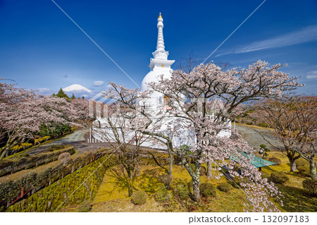 御殿場山和平公園和富士山的櫻花盛開 132097183