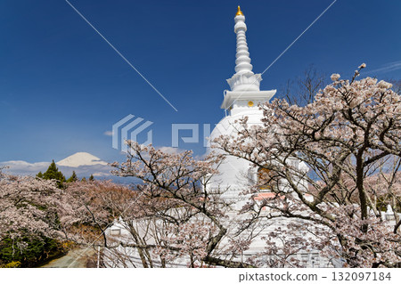 Cherry blossoms at Mt. Gotemba · Peace Park and Mount Fuji 132097184