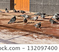 A flock of pigeons can be seen feeding on the ground outside of a bustling urban building in the city. 132097400