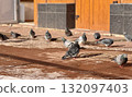 A flock of pigeons can be seen feeding on the ground outside of a bustling urban building in the city. 132097403