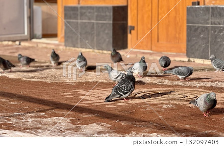 A flock of pigeons can be seen feeding on the ground outside of a bustling urban building in the city. A flock of pigeons can be seen feeding on the ground outside of a bustling urban building in the city. 132097403