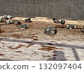 A flock of pigeons can be seen feeding on the ground outside of a bustling urban building in the city. 132097404