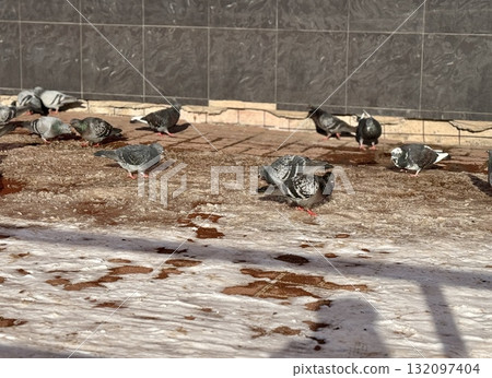 A flock of pigeons can be seen feeding on the ground outside of a bustling urban building in the city. A flock of pigeons can be seen feeding on the ground outside of a bustling urban building in the city. 132097404