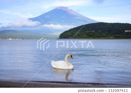 Swans swimming in Lake Yamanaka Swans swimming in Lake Yamanaka 132097411