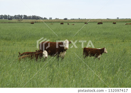 Cattle raising with natural pastures in Pampas countryside, La Pampa Province,Patagonia, Argentina. Cattle raising with natural pastures in Pampas countryside, La Pampa Province,Patagonia, Argentina. 132097417