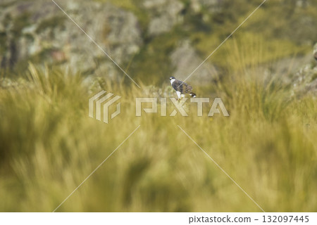 Red backed Hawk, Highland grasslands in Pampa de Achala , Quebrada del Condorito  National Park,Cordoba province, Argentina 132097445