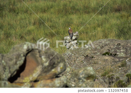 Red backed Hawk, Highland grasslands in Pampa de Achala , Quebrada del Condorito  National Park,Cordoba province, Argentina 132097458
