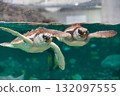 Sea turtle swimming underwater 132097555