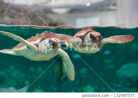 Sea turtle swimming underwater Sea turtle swimming underwater 132097555
