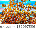 Anemone fish 132097556