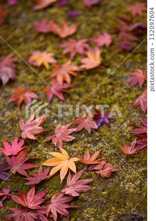 Autumn Leaves on Mossy Ground Autumn Leaves on Mossy Ground 132097604