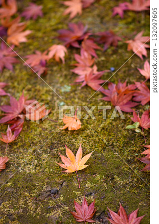 Autumn Leaves on Mossy Ground Autumn Leaves on Mossy Ground 132097605