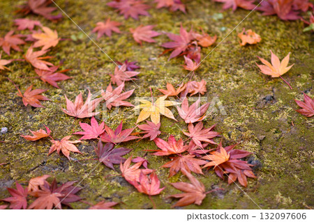 Autumn Leaves on Mossy Ground Autumn Leaves on Mossy Ground 132097606
