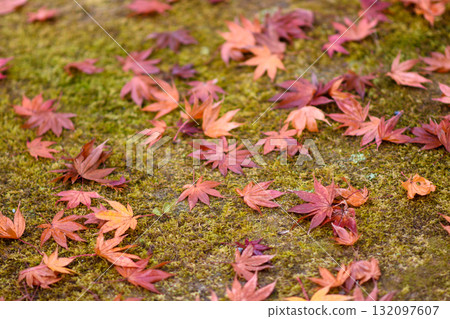 Autumn Leaves on Mossy Ground Autumn Leaves on Mossy Ground 132097607