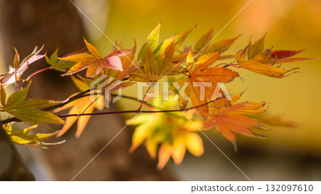 Colorful Autumn Leaves on Branch 132097610