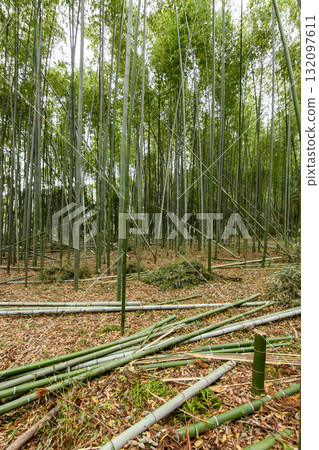 Dense Bamboo Forest with Fallen Stalks 132097611