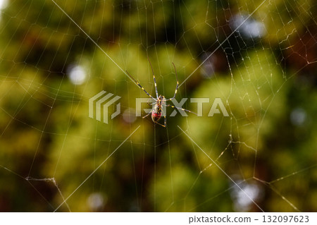 Spider on Web with Blurred Green Background Spider on Web with Blurred Green Background 132097623