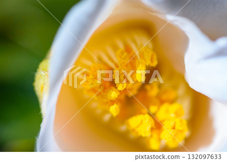 Macro Shot of White Flower with Yellow Stamens Macro Shot of White Flower with Yellow Stamens 132097633
