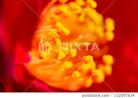 Vibrant Red and Yellow Flower Stamens Close-Up 132097634