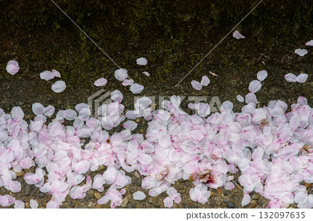Fallen Cherry Blossom Petals on Mossy Ground 132097635