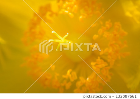 Macro Close-Up of Yellow Flower Stamen 132097661
