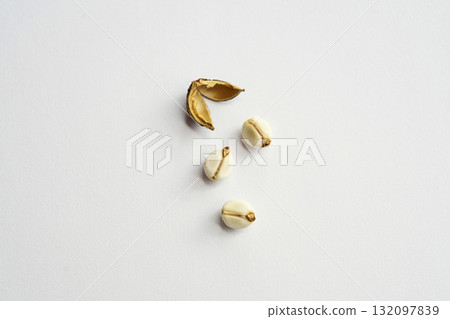 白色烏桕種子(白底)(秋季,十月) 白色烏桕種子(白底)(秋季,十月) 132097839