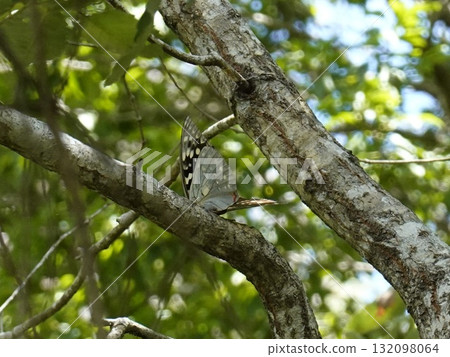 一隻大紫帝王蝶棲息在樹上 132098064