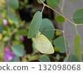 A common blue butterfly resting on a eucalyptus leaf 132098068