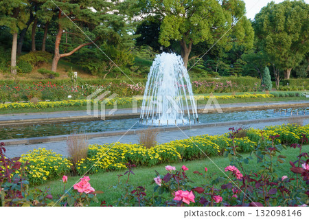 神戶須磨離宮公園噴泉花園裡盛開的玫瑰 神戶須磨離宮公園噴泉花園裡盛開的玫瑰 132098146