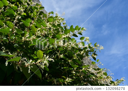 日本虎杖（蓼科）的白色花朵 132098278