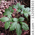 Red-fruited Japanese ginseng 132098303