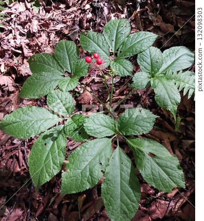 Red-fruited Japanese ginseng Red-fruited Japanese ginseng 132098303