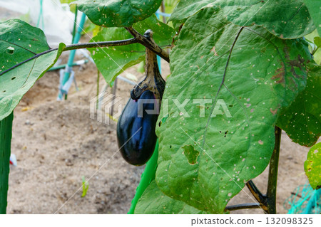 茄子的栽培 茄子的栽培 132098325