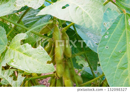 Cultivation of Edamame Cultivation of Edamame 132098327