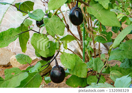 Cultivation of eggplant Cultivation of eggplant 132098329