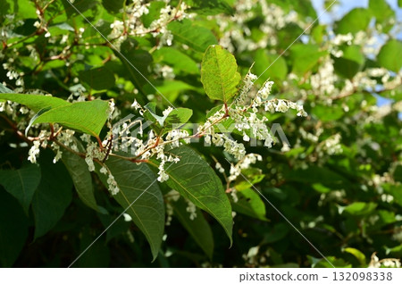 日本虎杖(蓼科)的白色花朵 日本虎杖(蓼科)的白色花朵 132098338