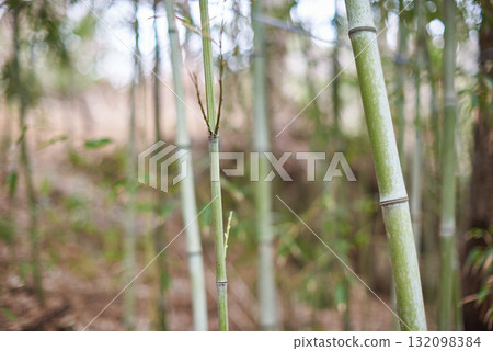 Close-up of bamboo stalks in a serene natural setting 132098384