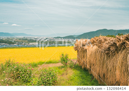 Rice terraces and golden rice paddies with the Zenkoji Plain visible beyond [Obasute Rice Terraces] 132098414